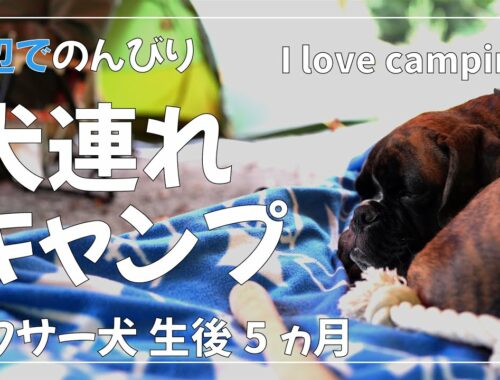 ボクサー犬 子犬が初めてのキャンプに挑戦 準備と初日【犬連れキャンプはオススメ!!】