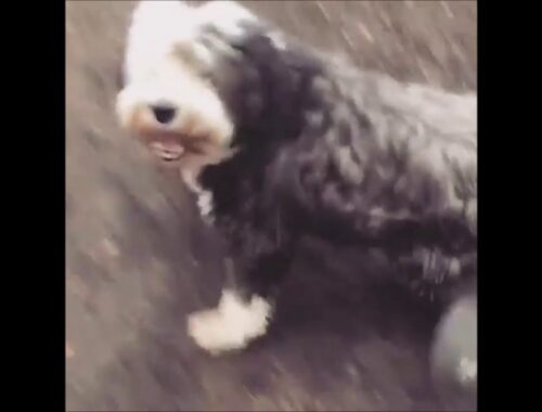 かわいい犬 ビアデッド コリー 犬 鳴き声 散歩しながら全力で吠える Funny Dog Beardedcollie barking while walking