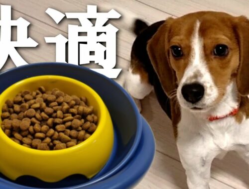 【飼い主必見】愛犬の食事が１０倍快適になる超オススメのアイテムはこれです【ビーグル】