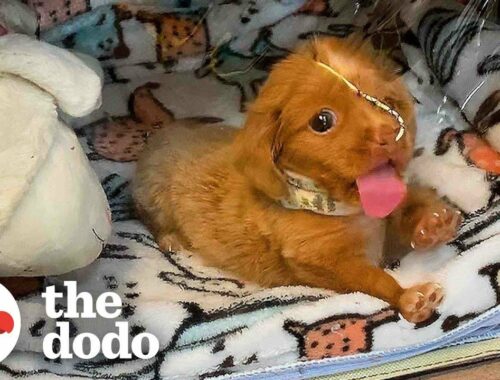 'Bubble Puppy' Decides She's Ready To Live In The World | The Dodo Comeback Kids