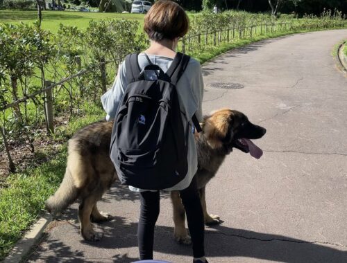 【超大型犬】　公園で散歩　Leonberger　レオンベルガー