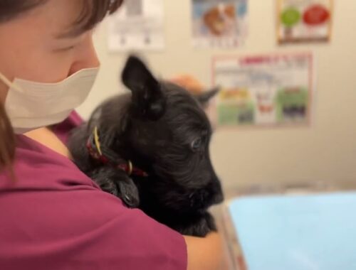 生後２ヶ月半、スコティッシュ·テリアの子犬ファラは泣かずにお注射できるでしょうか？