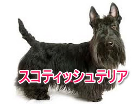 【犬図鑑】スコティッシュテリア