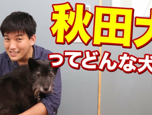【犬種紹介】秋田犬ってどんな犬？特徴や注意点など！