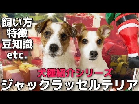 ジャックラッセルテリアの飼い方や魅力をご紹介・犬種紹介【84】