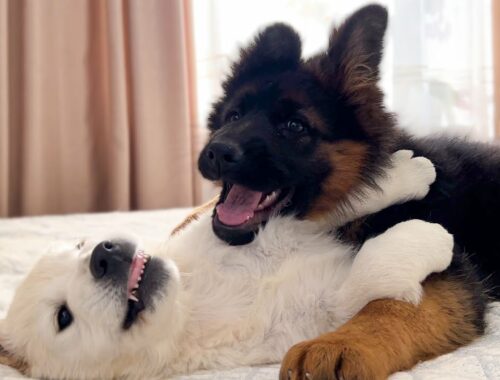 Golden Retriever Puppy vs German Shepherd Puppy [Try not to laugh]