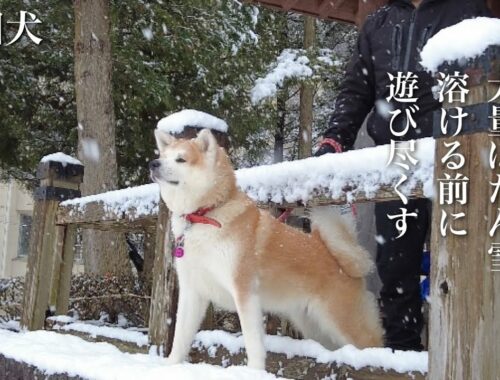 秋田犬ともぐら家族　はる、ぼたん雪、溶ける前に遊び尽くす