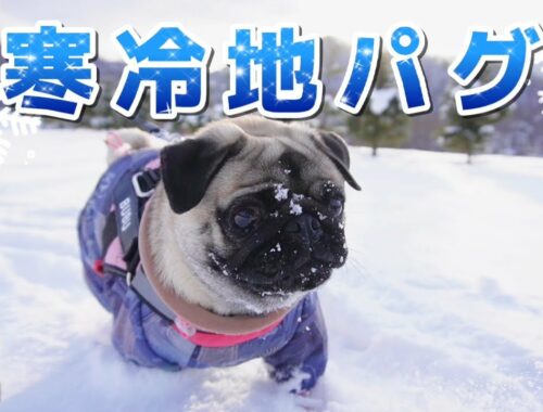 雪の中を元気に爆走する寒冷地パグがこちら【パグ犬BuBu】
