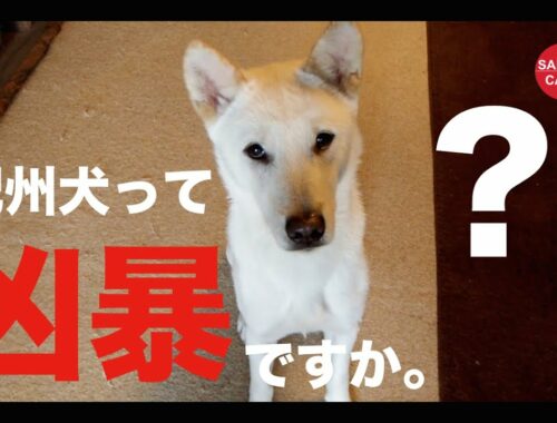 【犬と暮らす】紀州犬サクラ・１年５カ月