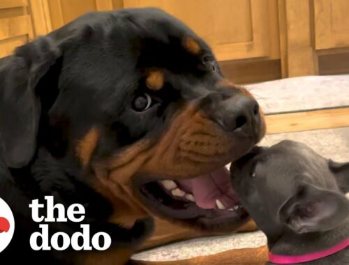 Rottweiler Gets A Tiny Puppy And Has The Most Surprising Reaction | The Dodo Little But Fierce