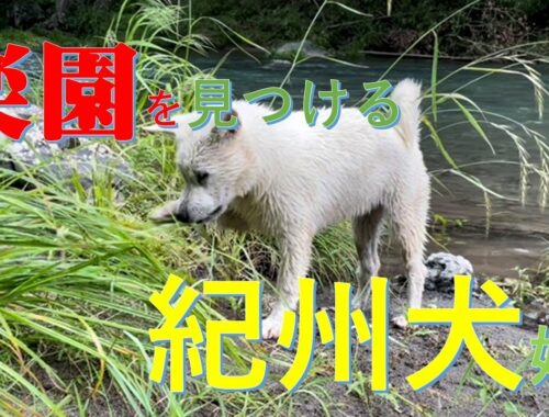 紀州犬の楽園　Kishu dog paradise！【Samurai dog TV】
