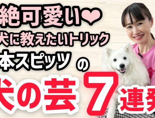 【犬の芸】超絶かわいい♡日本スピッツ・りりちゃんのトリック７連発♪