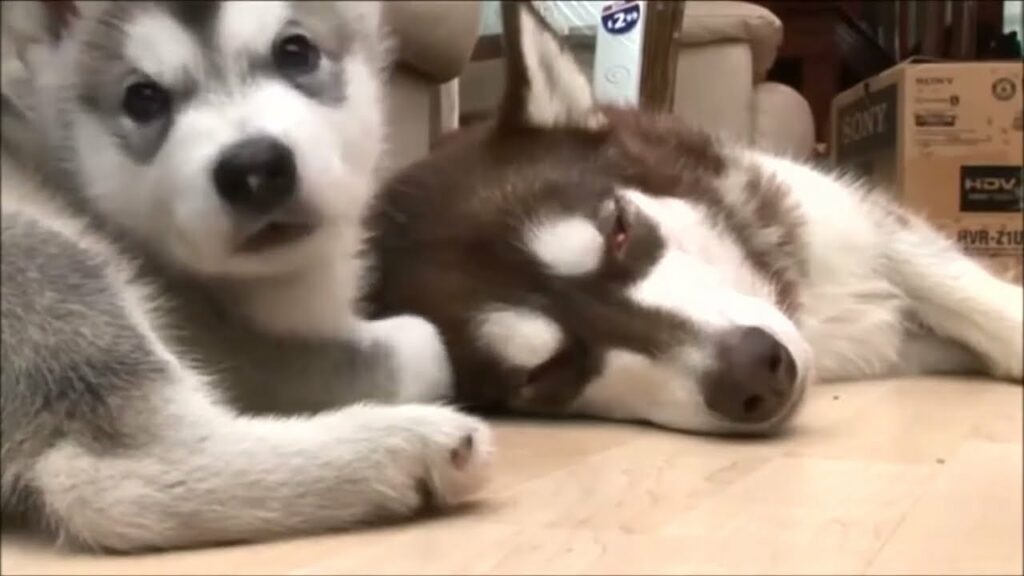 アラスカンマラミュート子犬【可愛い面白い】と猫2022😊😘🥰😍#59 アラスカンマラミュート子犬【可愛い面白い】と猫2022😊😘🥰😍#59