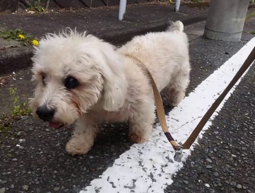 最近の散歩🐶Dandie Dinmont Terrier