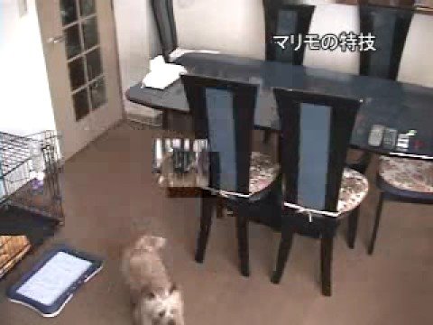 ケアーンテリア（Cairn Terrier）のマリモの特技