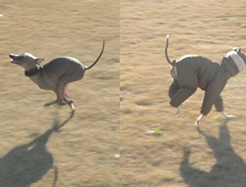 爆走！小型犬最速が走る姿がこれだ。【イタリアングレーハウンド 】