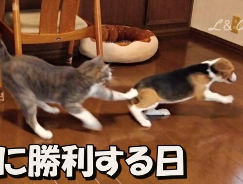 猫に挑み続けるビーグル犬”三度目の正直”　Dog vs Cat不屈の戦い【ビーグル犬ペコ様】