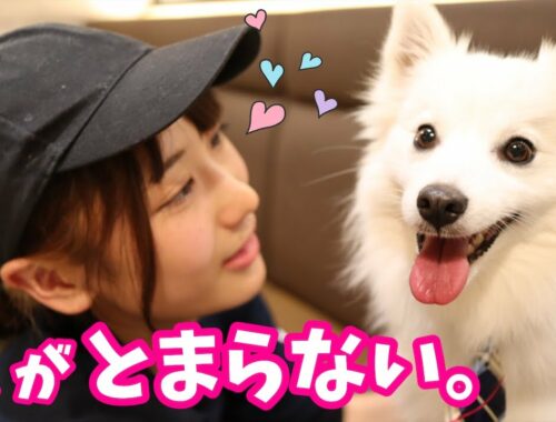 【溺愛される犬💕】めちゃめちゃに可愛がられる日本スピッツちぃ。