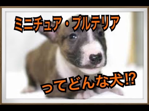 【小さくて可愛い犬】ミニチュア・ブルテリアってどんな犬!?