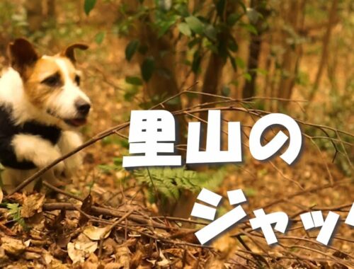 ひたすら山で遊ぶ（ジャックラッセルテリア）（オーストラリアンキャトルドッグ）Dog playing in the mountains of Japan