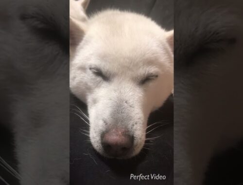 眠たい紀州犬