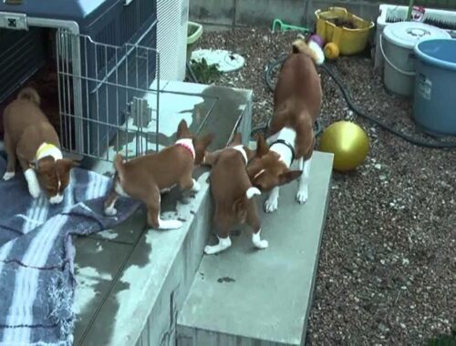 初めて庭に出たバセンジーの子犬 Basenji puppies for the first time out in the garden.