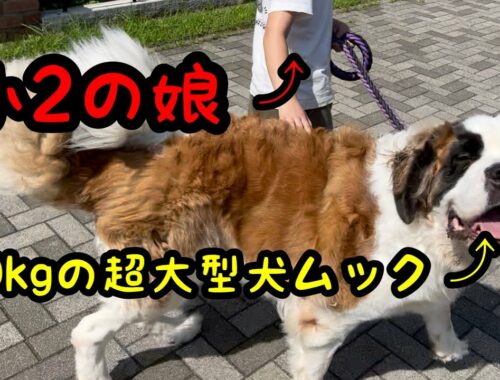 超大型犬を散歩する娘【セントバーナード】