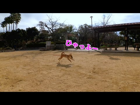 【解放】広い公園で走る楽しみを知った柴犬　小夏生後４ヶ月　大倉山公園