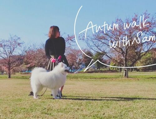 大型犬と秋を感じる散歩にお出かけ【サモエド】Go for a walk with your large dog in autumn【samoyed】