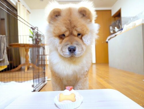 1歳になったチャウチャウ犬と初めてのケーキ