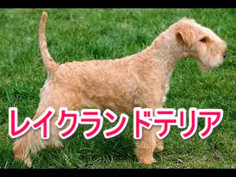 【犬図鑑】レイクランドテリア