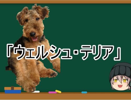 【ゆっくり解説】犬種３２：ウェルシュ・テリア