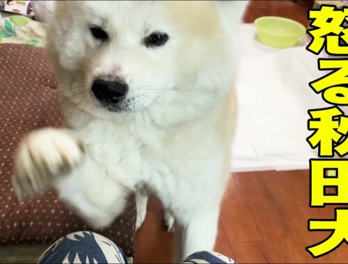 怒れる秋田犬！やはり日本犬は凄い・衝撃映像ZZZ【VLOG】