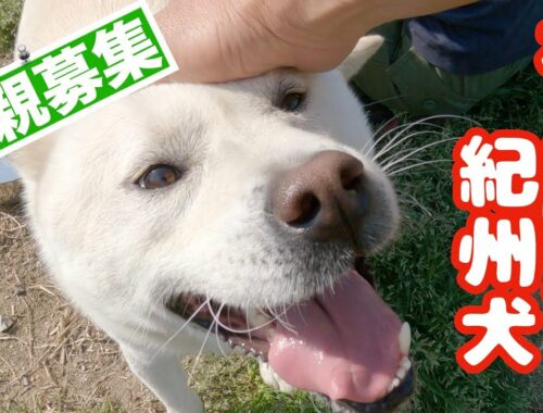 【里親募集】紀州犬キッシュ👍天真爛漫わんぱくですが人生最愛のパートナー犬