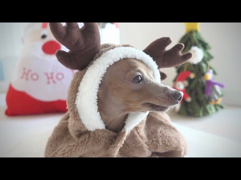 【Xmas】サンタコスを絶対に着たくない子鹿犬のクリスマス【ミニピン／元保護犬】