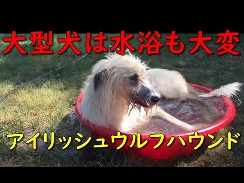 かわいい犬 世界最大アイリッシュ・ウルフハウンド 3 大型犬   面白いペット動画  Funny Dog Irish wolfhound Bigest in the world