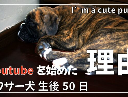 なぜ ボクサー犬のYoutubeチャネルを始めたのか【祝!! チャンネル登録者100人】生後50日の子犬 くろさんの動画もあるよ