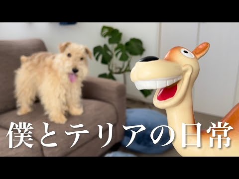 vlog】レークランドテリアと暮らす1人暮らし社会人の男 かわいい 愛犬と新しいオモチャで遊んだ日Terrier(テリア)