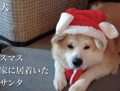 秋田犬ともぐら家族　はる、クリスマス、うちに居着いた似非サンタ