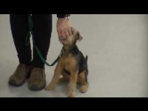 Green Puppy 1 - welsh terrier　ウェルシュテリア