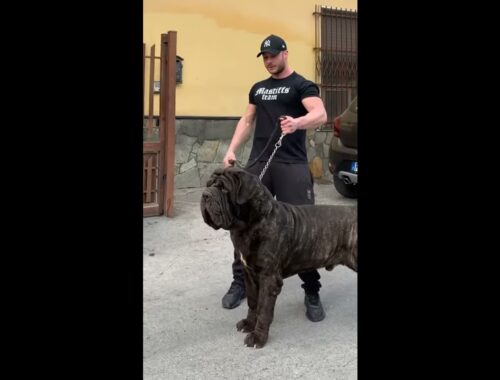 Does anyone know the breed of this dog? 🇮🇹🥇🏆
