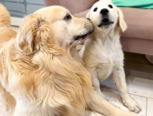 Funny Golden Retriever Bailey and Cute Puppy Mia