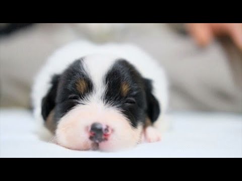 天使すぎる【家に来る前の赤ちゃん子犬】オーストラリアン・シェパード　Australian shepherd puppy is so cute