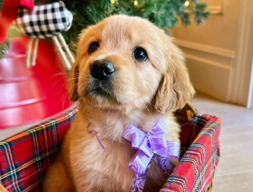 Giving Away Golden Retriever Puppies For Christmas!