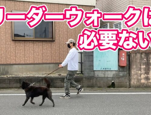 日本犬が指示を聞いてくれるようになる散歩の仕方