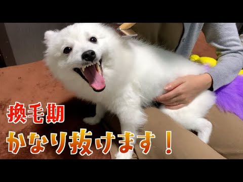 かなり、抜けました…絶賛換毛期中！！【日本スピッツ　かえで】