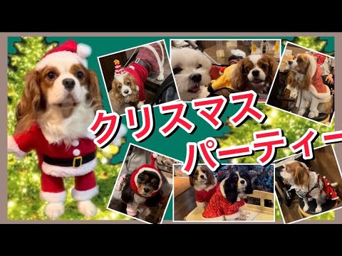 【キャバリア】犬見知りの愛犬とキャバリアの聖地串銀蔵でクリスマスパーティー‼︎