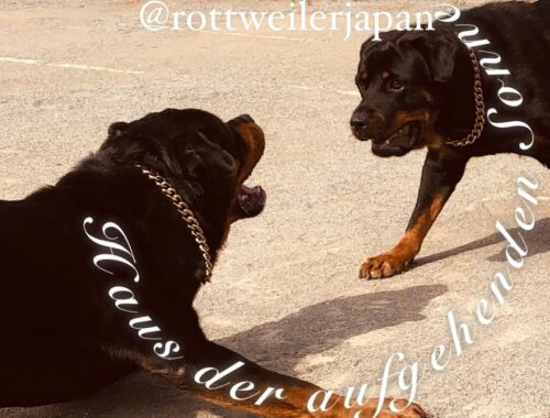 Basic Rottweiler Obedience Commands ロットワイラートレーニング