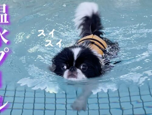 泳ぐ泳ぐ！スイマーと化した日本犬の狆【ドッグ専用室内温水プール】