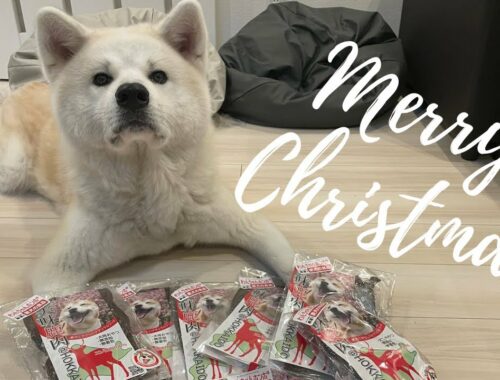 【秋田犬】クリスマスプレゼントにエゾシカ肉食べ比べ！！